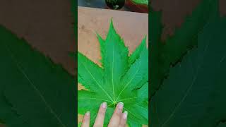 castor leaves||Headache remdie #castoroilbenefits #headachehomeremedy #trending #youtubeshorts