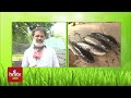 కొర్రమేను సాగు ఆదాయం బహు బాగు nelathalli hmtv agri