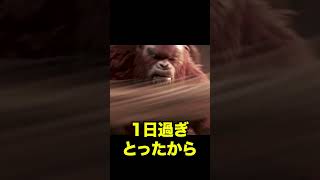 コングとスカーキングの仁義なき戦い※賞味期限は守りましょう #コング #KONG #ゴジラ #godzilla  #shorts