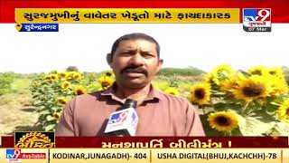 Surendranagar's farmer experiments with farming Sunflower, reaps financial benefits | TV9News