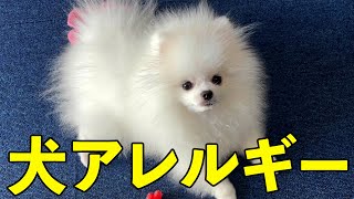 【悲報】犬アレルギーになってしまったようです【閲覧注意】