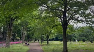 Tokyo Walk 4K – Seijyogakuen Nogawa-river 成城学園周辺から野川沿を散歩