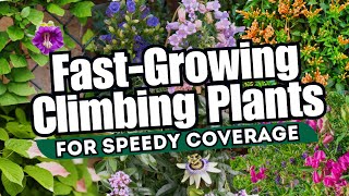 10 Fast-Growing Climbing Plants for Speedy Coverage 🌼🍃 // INSTANT GARDEN MAKEOVER