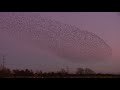 a murmuration of starlings