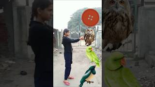 Rotating button 🤥 to crow,, pigeon,,, koyal 🐦🦜 #funny #birds #ytshorts