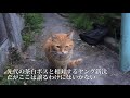 3年間待った野良猫の疲れを癒やす rest of the ex boss cat