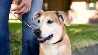 Use the Mighty Paw Martingale Dog Collar to help leash train your dog
