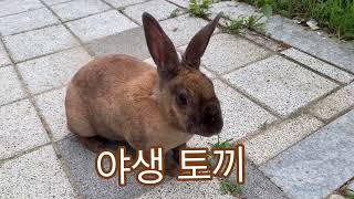 앗! 길가에 나타난 야생토끼!/wild rabbit/동네 길가에 토끼가 나타나다니 신기신기하네요