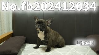 フレンチブルドッグの子犬販売 No.fb202412034 静岡県浜松市のブリーダー 2024年12月3日生  2月25日現在