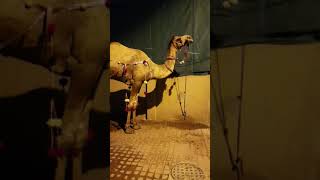 mashallah camel