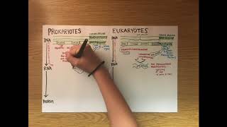 Eukaryotic and Prokaryotic Differences in Transcription and Translation