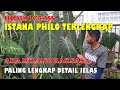 PHILODENRON TERLENGKAP ADA DI SINI || JENIS - JENIS PHILODENDRON