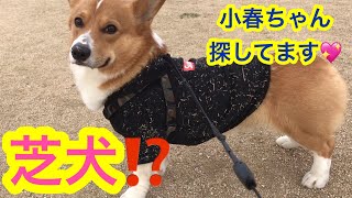 【コーギー】柴犬小春ちゃんに会いたくて探しに来ました！ こぎちゅーばーコナン CONAN's HAPPY DAYs