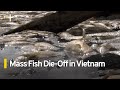 Hundreds of Thousands of Fish Die in Vietnam Amid Scorching Heat Wave | TaiwanPlus News
