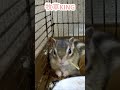 しまりす「ポン吉」牧草ついてるよ。【ペット】【シマリス】【chipmunk】【squirrel】【kawaii】【cute】