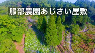 4K【服部農園あじさい屋敷】ドローン空撮！茂原市「雨上がりの楽園」Hydrangea Drone Japan