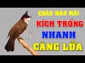 CHÀO MÀO MÁI KÍCH TRỐNG CĂNG LỬA  - CÁCH KÍCH LỬA CHÀO MÀO SỔ BỌNG HÓT CHÉ #chàomàohót