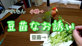 【こちらへどうぞ】豆苗なお誘い🍑小桜インコの小桃とれもん🍋