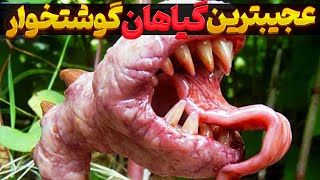 شگفت‌انگیزترین گیاهان گوشتخوار جهان | گیاهانی که موجودات زنده را شکار می‌کنند!!!