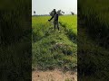 កាត់ស្មៅអោយគោ cutting grass for cow shorts