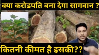 सागवान की सही कीमत जान लो।Sagwan tree Farming. Sagwan ki kheti. Teak tissue culture plant.