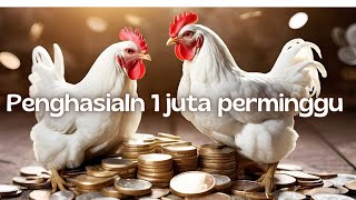 CARA TERNAK AYAM KAMPUNG DENGAN PENGHASILAN 1 JUTA PERMINGGU