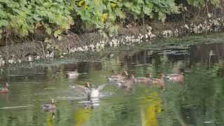 長浜公園のヒドリガモ（4K動画）