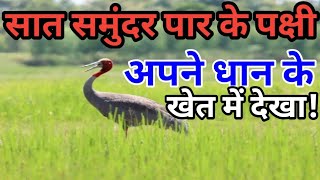 साइबेरिया का मेहमान पक्षी भारत में //Siberian crane saras in paddy field//saras pakshi bird//saras