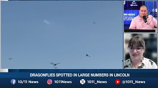 WATCH: Reports of dragonfly swarms in Lincoln