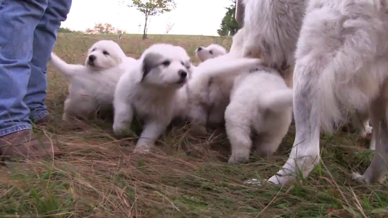 Puppies Youtube