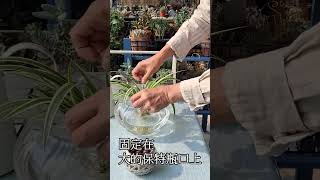 吊蘭繁殖-側芽水培發根