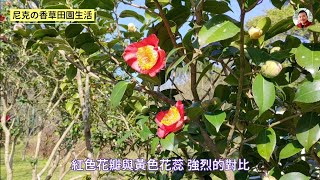 珍貴茶花老樹｜漫遊陽明山花卉試驗中心