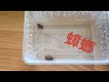 【小鐘】寵物不專業介紹 豹紋守宮 gecko