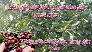 Cây Bồ quân (Hồng quân) trĩu quả, đẹp mê ly. Giá thị trường của cây Hồng quân.