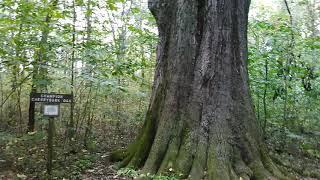 Cherrybark Oak