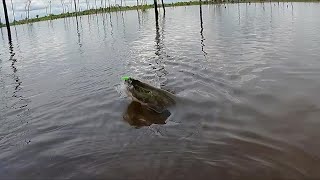 在热带雨林钓鱼，你永远想不到下一秒会钓到什么，还以为是大辣条