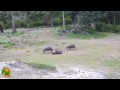 tiger kills indian wild buffalo