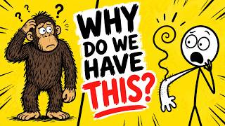 Why Do We Have Hairs ?