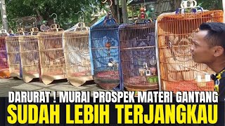 SUDAH JAUH LEBIH TERJANGKAU ! HARGA MURAI BATU PROSPEKAN MENUJU LOMBA DI JAKARTA