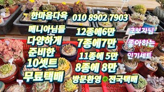 #한마음다육 010-8902-7903메니아님들#준비한인기세트#초보님들적극추천#