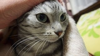 お望みどおりの返事を使い分ける猫 -Cat can say \