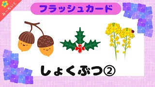 【知育動画】語彙力UP!!フラッシュカードで植物の名前②を覚えよう!! 0歳/1歳/2歳/3歳/4歳/5歳/