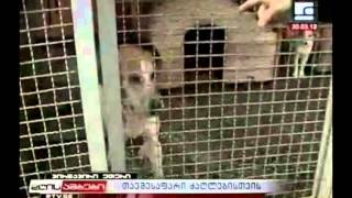 სიუჟეტი ძაღლების თავშესაფარზე 30 03 2012