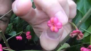 MyAutumn - Spindle (Euonymus europaeus)