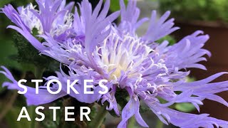 Stokes Aster | Florida Native Plants Landscaping