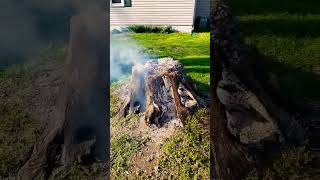 There's something satisfying about watching a tree stump burn 🔥