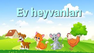 Ev heyvanlarını tanıyaq! 1-ci hissə(tapmacalarla)