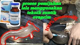 Pemijahan lele dengan teknik suntik ovaprim