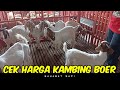 Cek Harga Kambing Boer di Barokah Farm Kediri| Sahabat Sapi Dolan Kandang