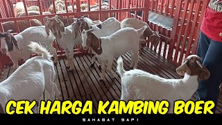 Cek Harga Kambing Boer di Barokah Farm Kediri| Sahabat Sapi Dolan Kandang